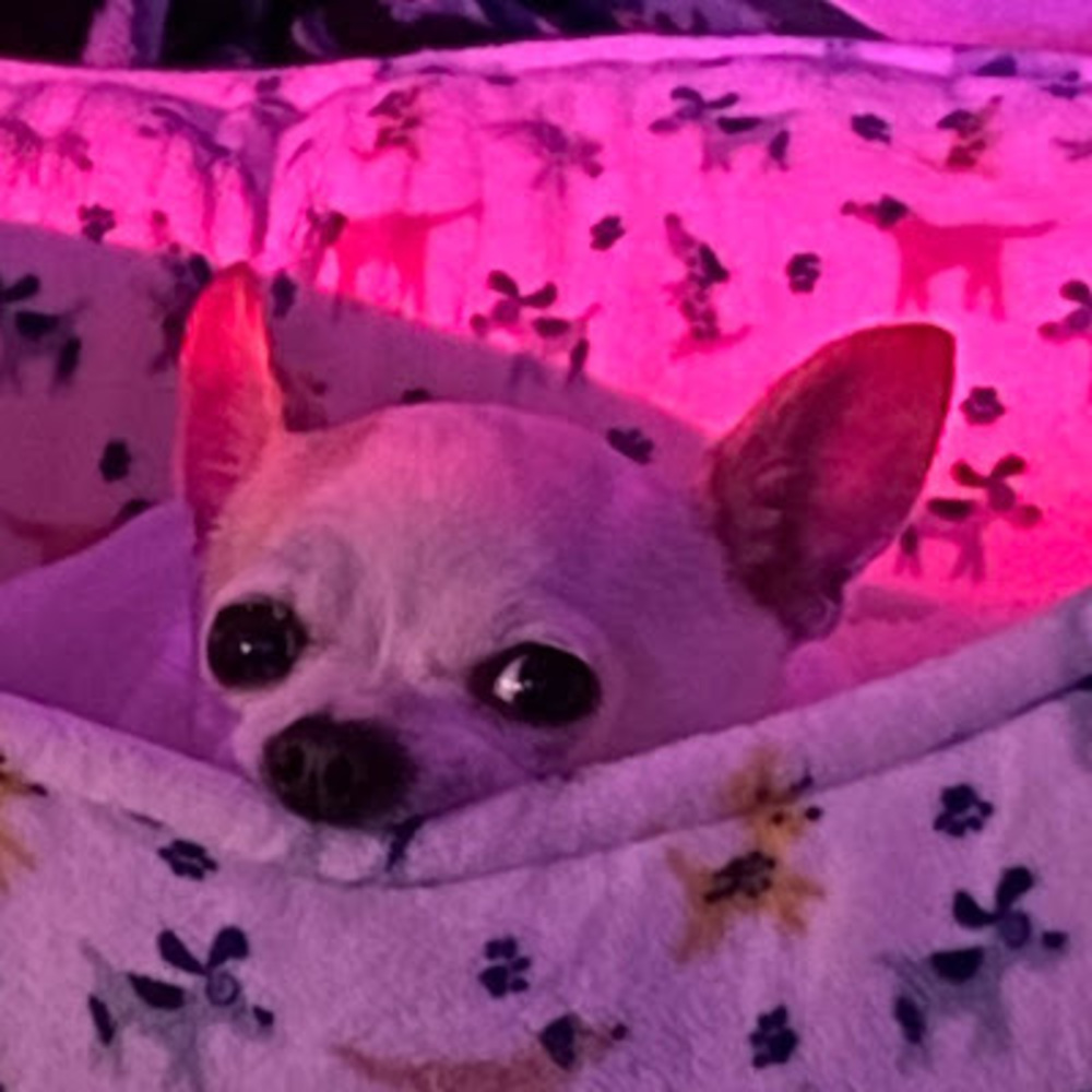 Meet your Posher, Danica